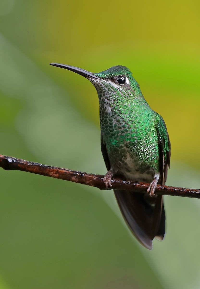 Green-crowned Brilliant - ML610095064