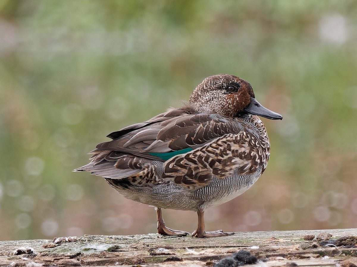 Green-winged Teal - ML610095468