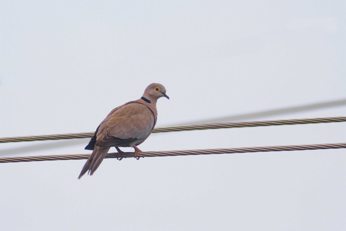 Burmese Collared-Dove - ML610095632