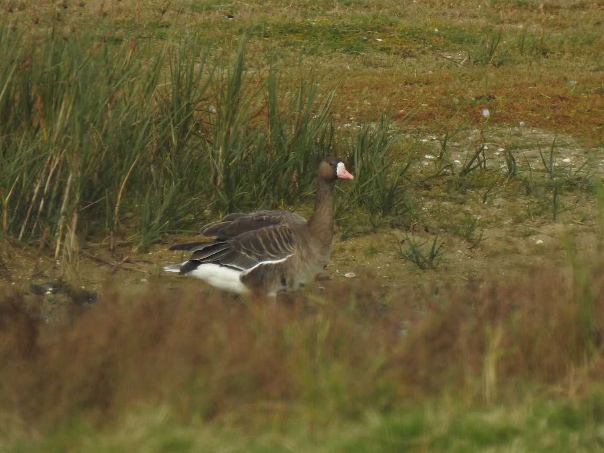 Greater White-fronted Goose - ML610095738