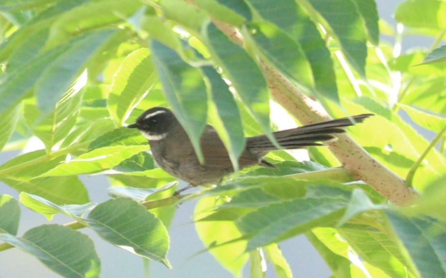 White-throated Fantail - ML610096323
