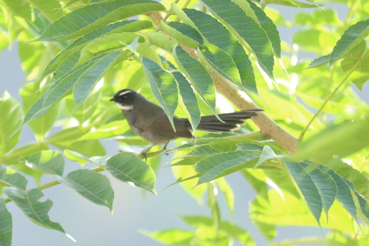 White-throated Fantail - ML610096325