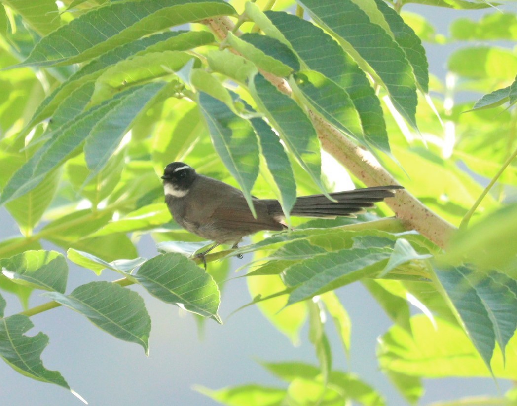 White-throated Fantail - ML610096327