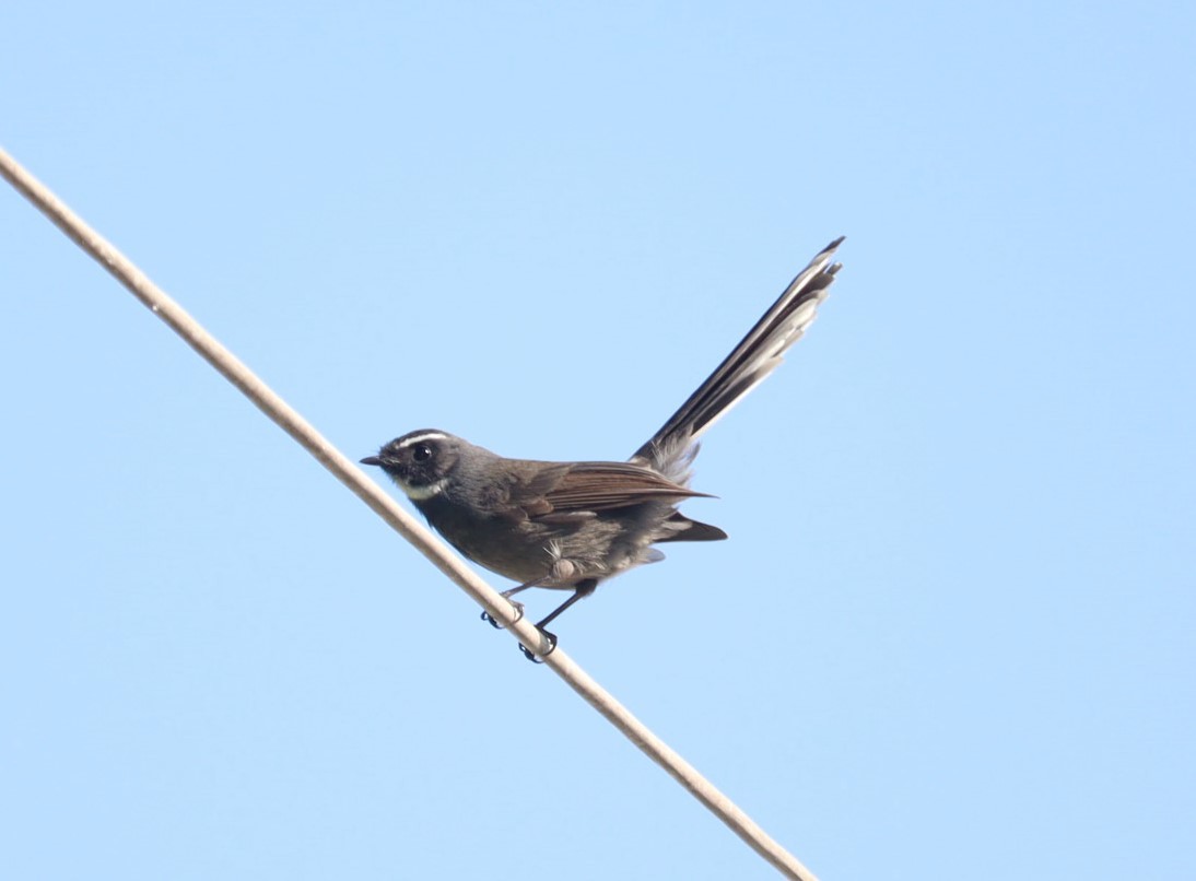 White-throated Fantail - ML610096328
