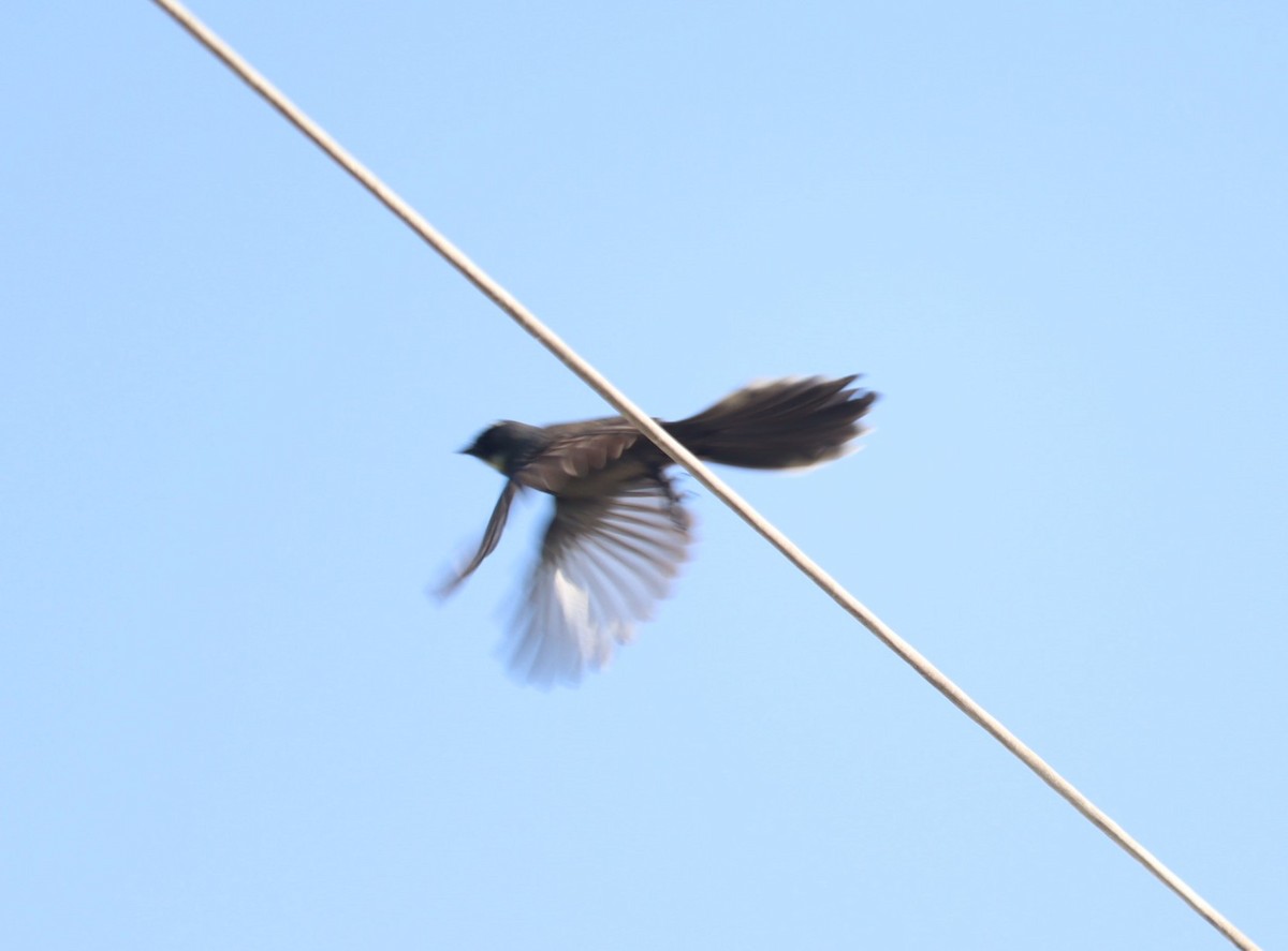 White-throated Fantail - ML610096329