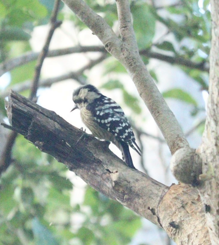 Gray-capped Pygmy Woodpecker - Mahesh Durga