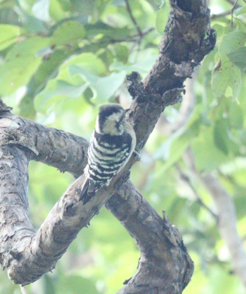 Gray-capped Pygmy Woodpecker - ML610096429