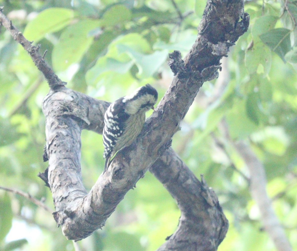 Gray-capped Pygmy Woodpecker - ML610096430