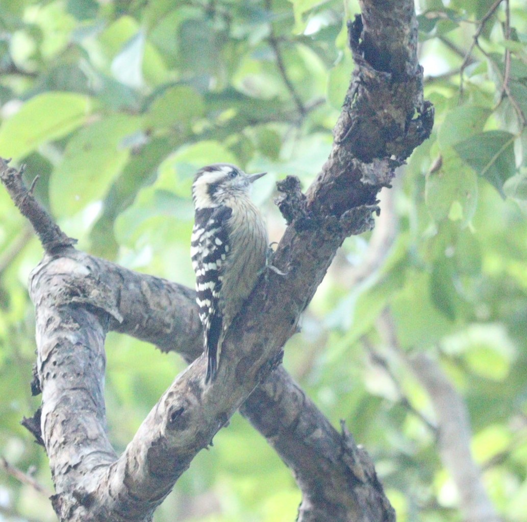 Gray-capped Pygmy Woodpecker - ML610096431