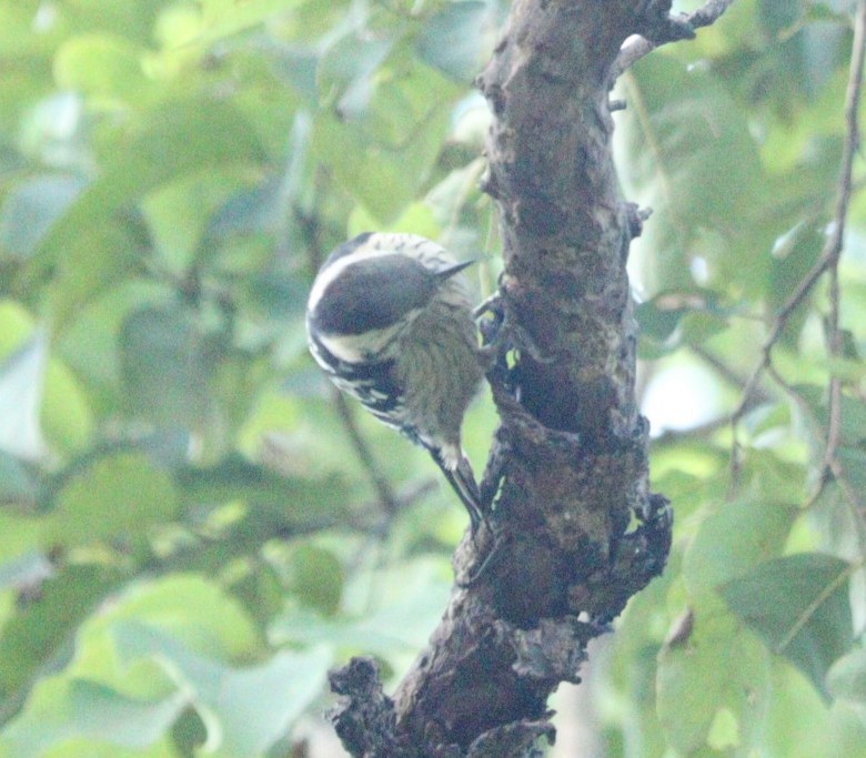 Gray-capped Pygmy Woodpecker - ML610096432