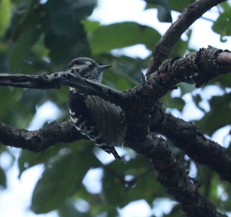 Gray-capped Pygmy Woodpecker - ML610096433