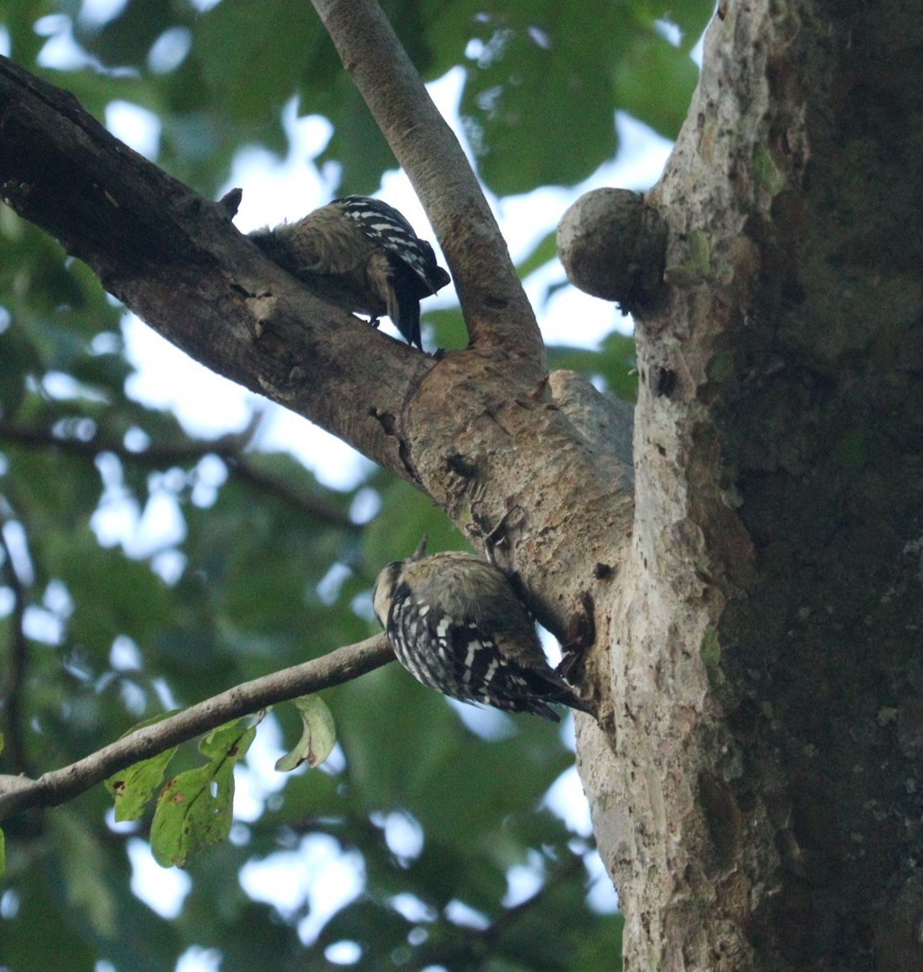 Gray-capped Pygmy Woodpecker - ML610096434