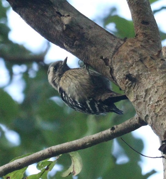 Gray-capped Pygmy Woodpecker - Mahesh Durga