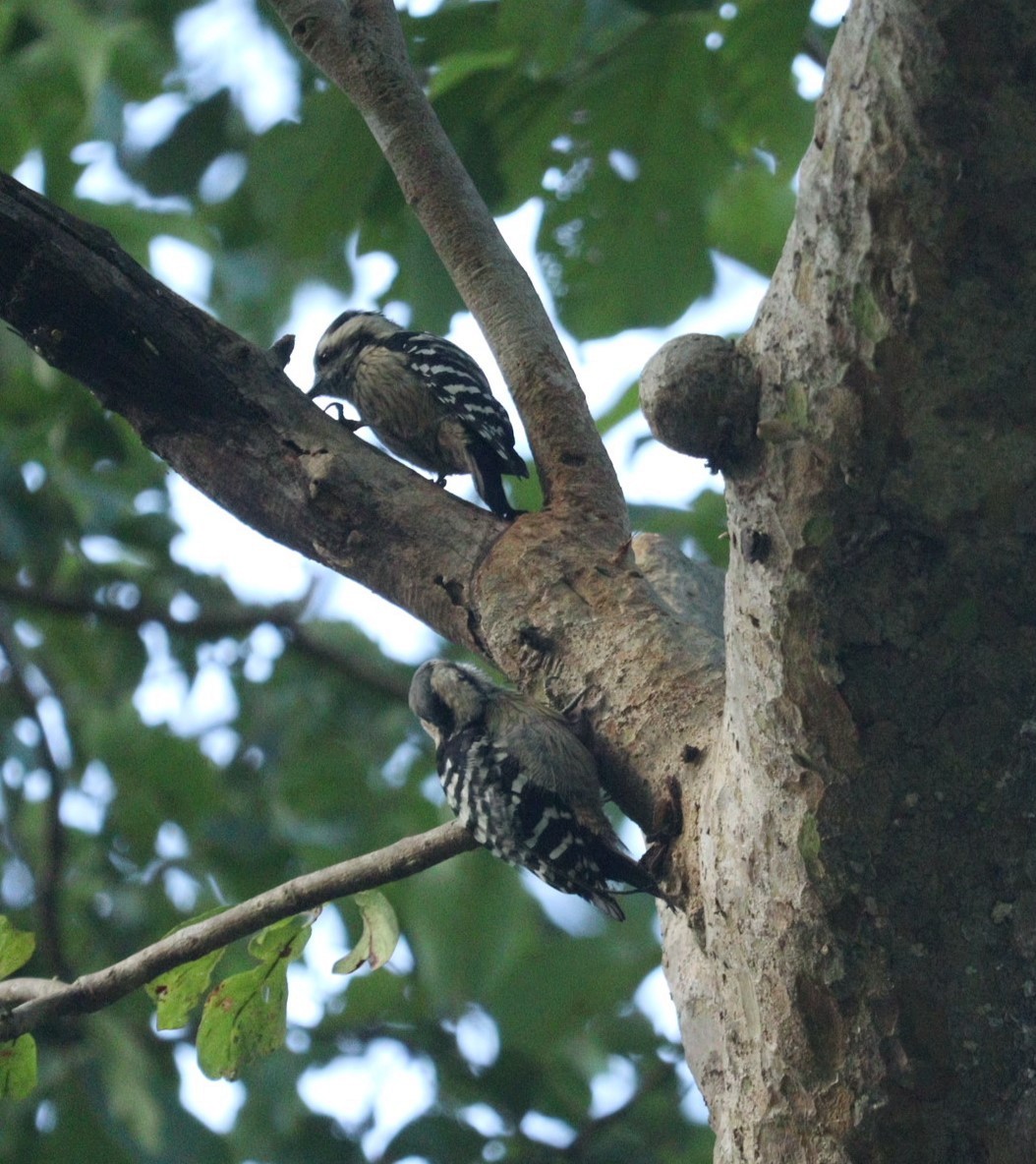Gray-capped Pygmy Woodpecker - ML610096436