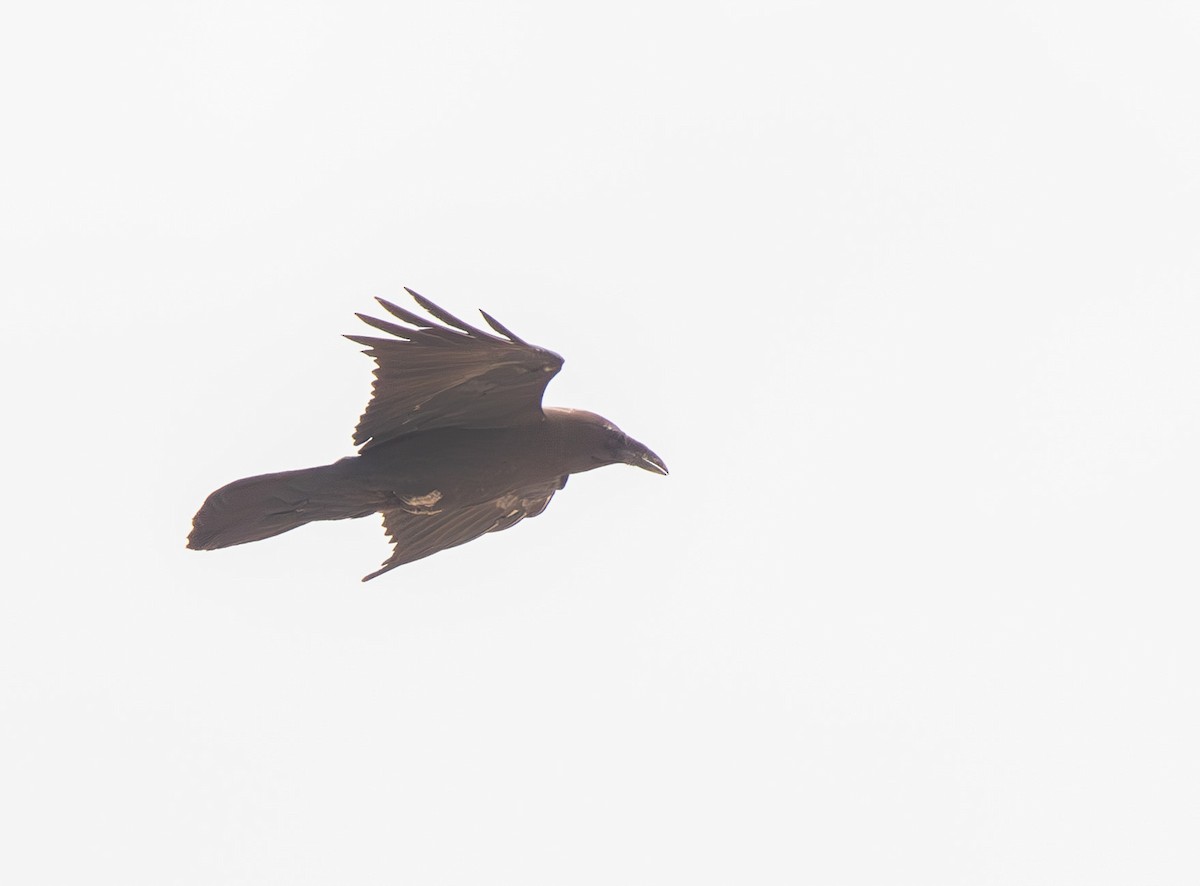 Brown-necked Raven - Veikko Salo