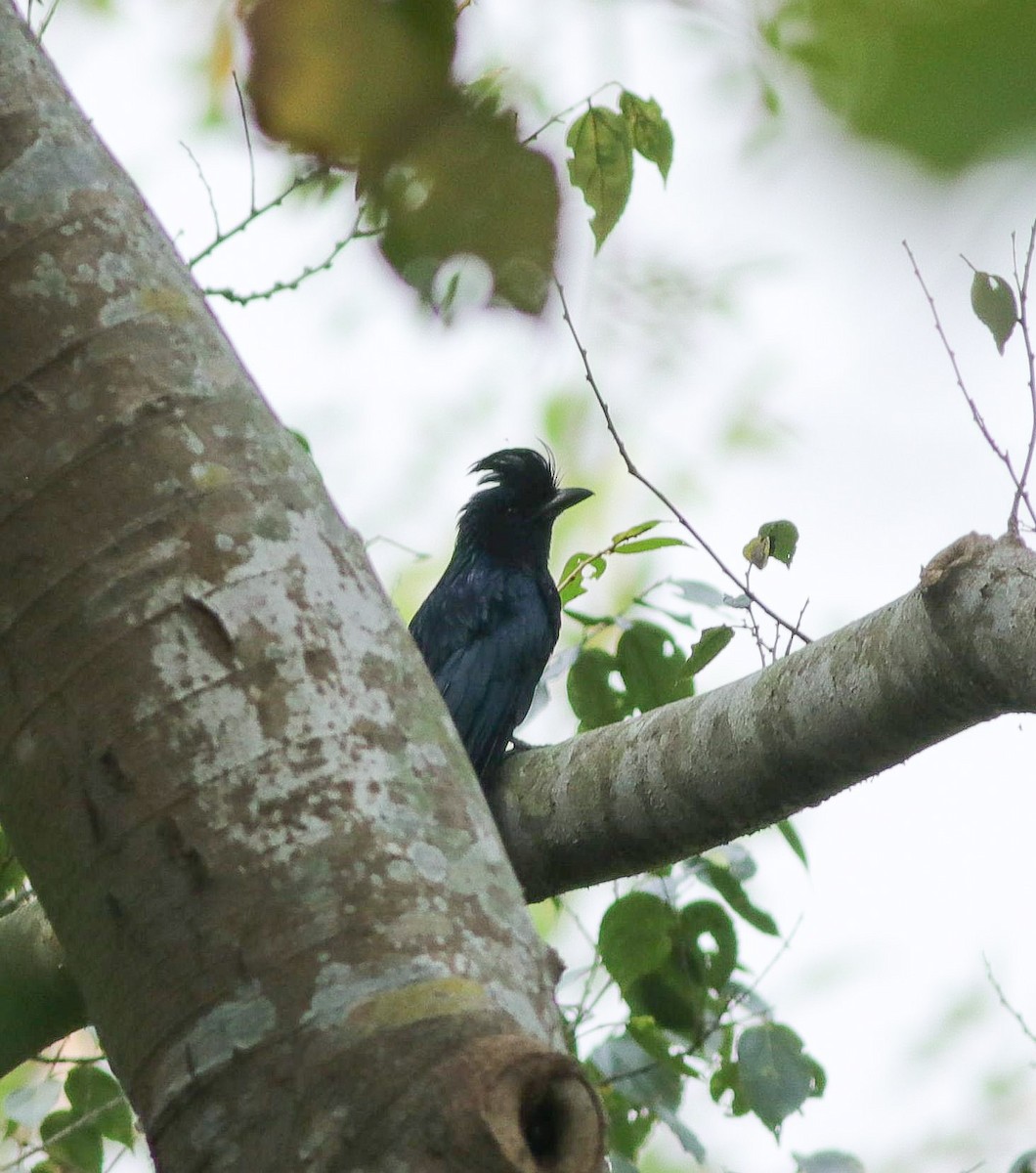 Greater Racket-tailed Drongo - ML610096836