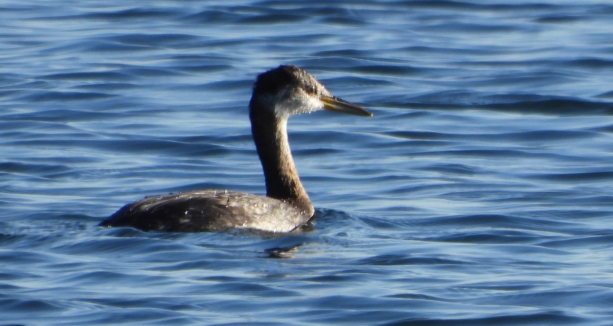 Red-necked Grebe - ML610096926