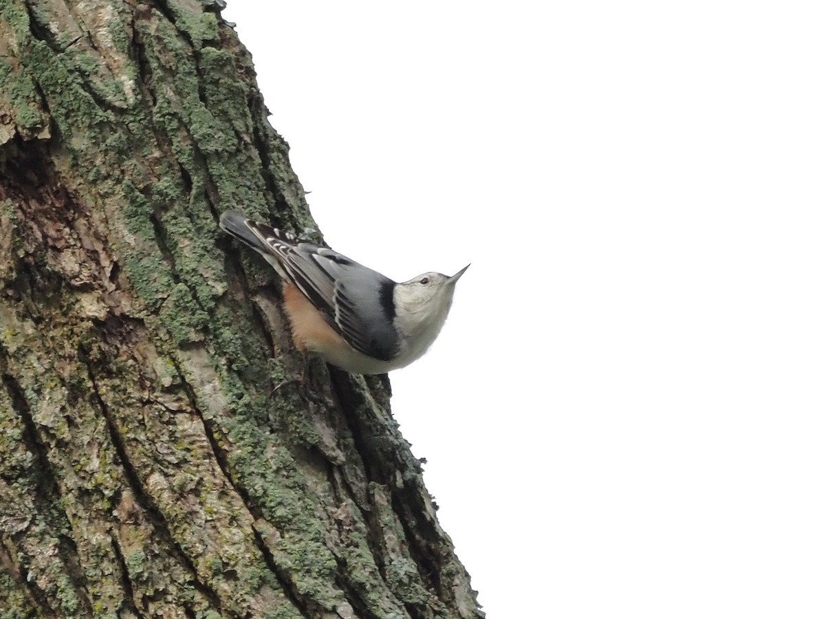 White-breasted Nuthatch - ML610097212
