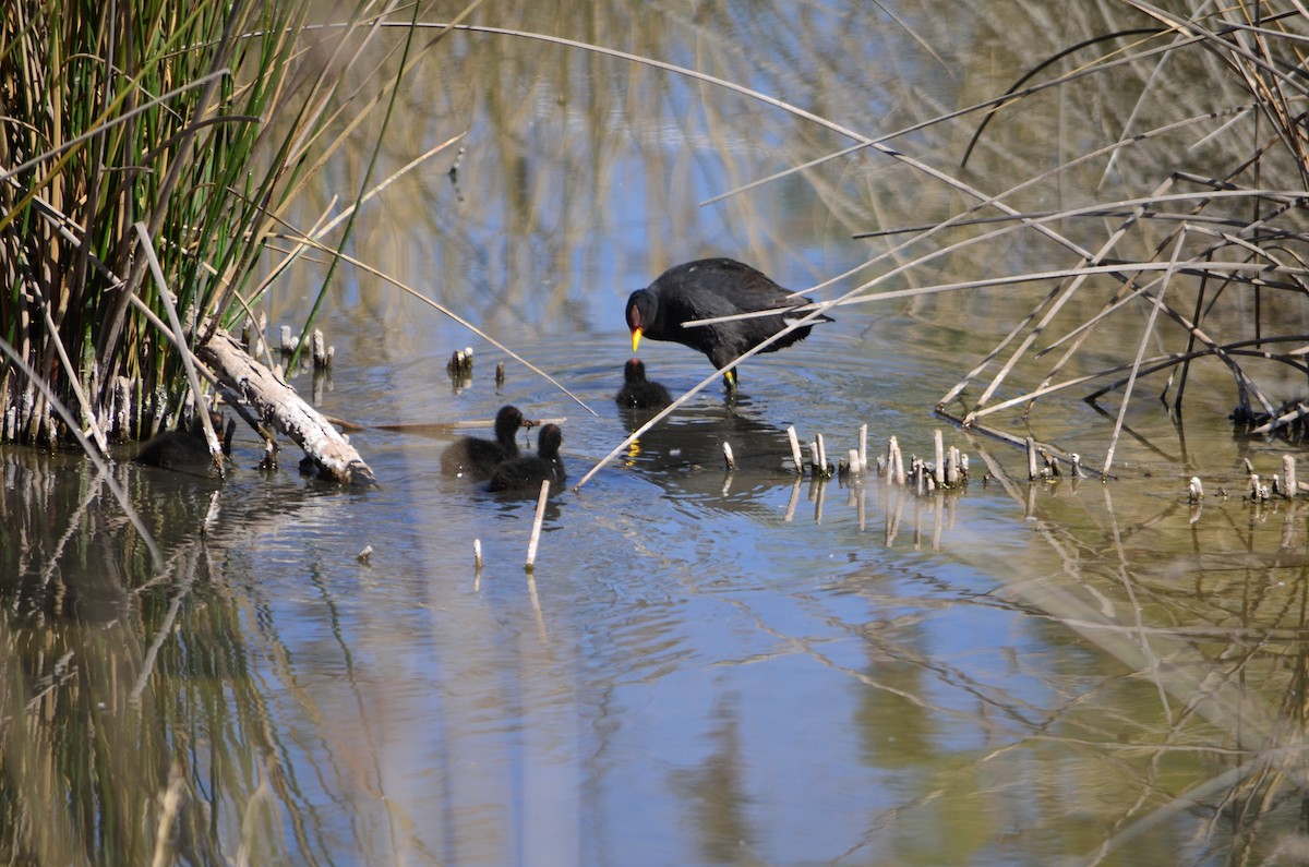 Red-fronted Coot - ML610097735