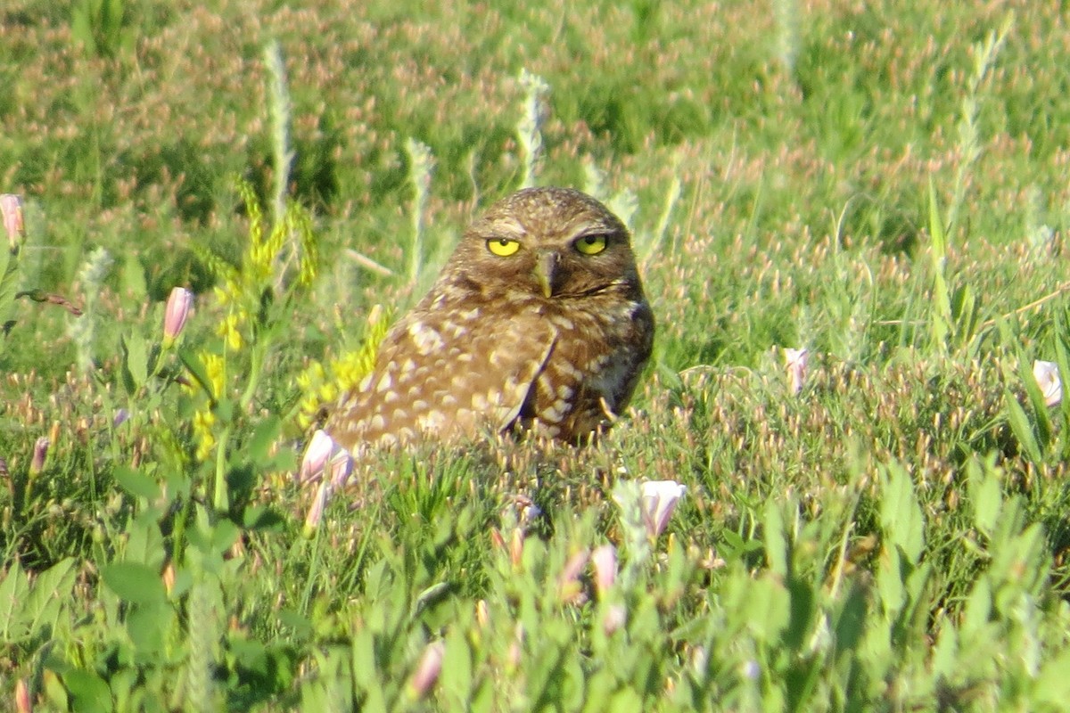 Burrowing Owl - ML610097825