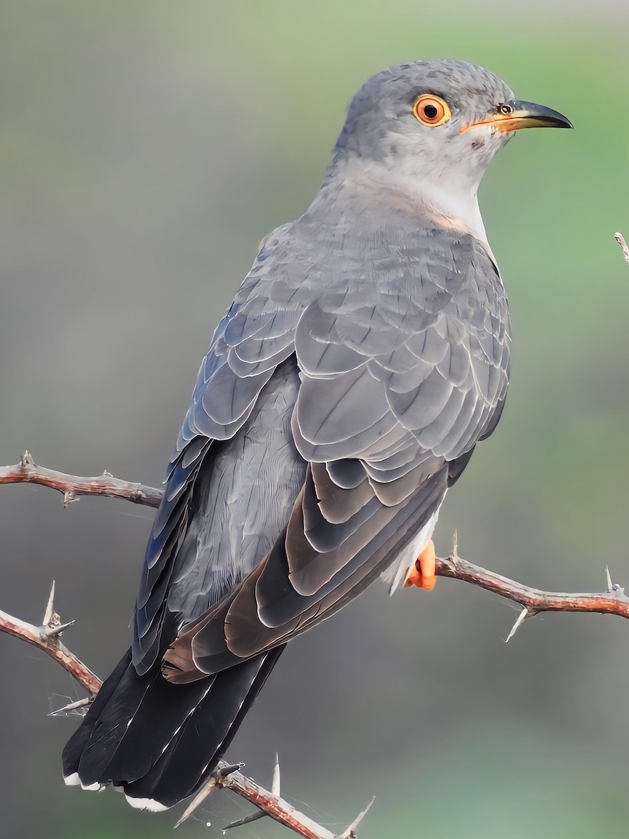 Common Cuckoo - ML610097938