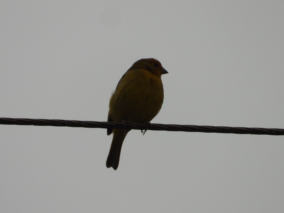 Saffron Finch - Más Aves