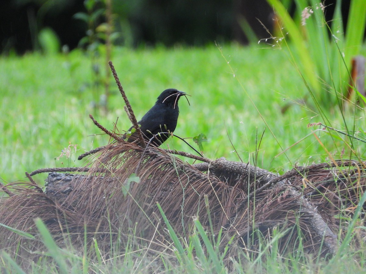 Chopi Blackbird - Más Aves