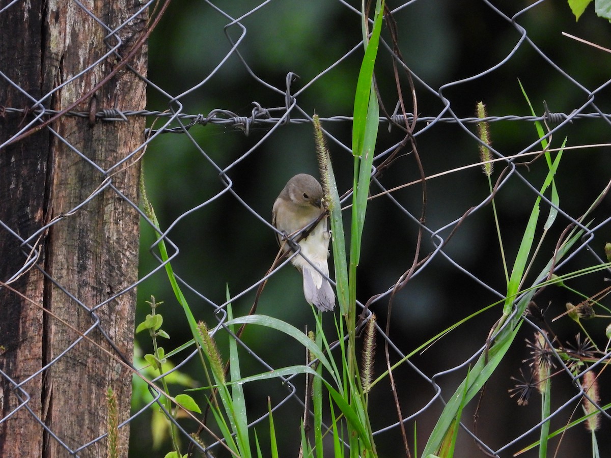 Double-collared Seedeater - ML610098242