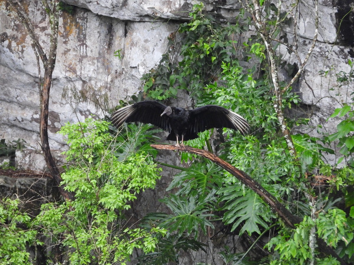 Black Vulture - Más Aves