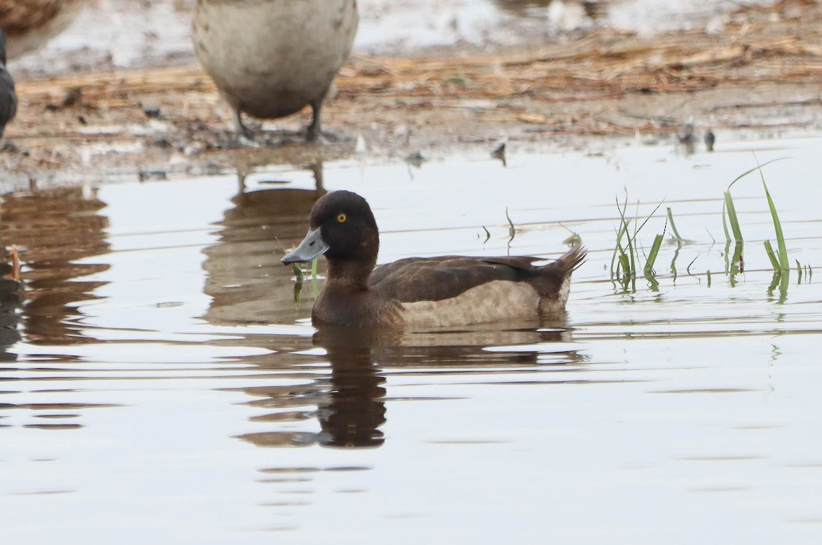 Tufted Duck - ML610098251