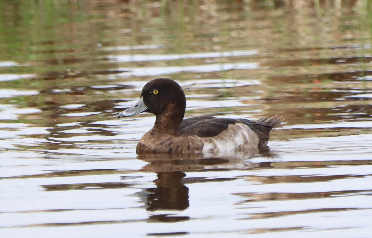 Tufted Duck - ML610098254