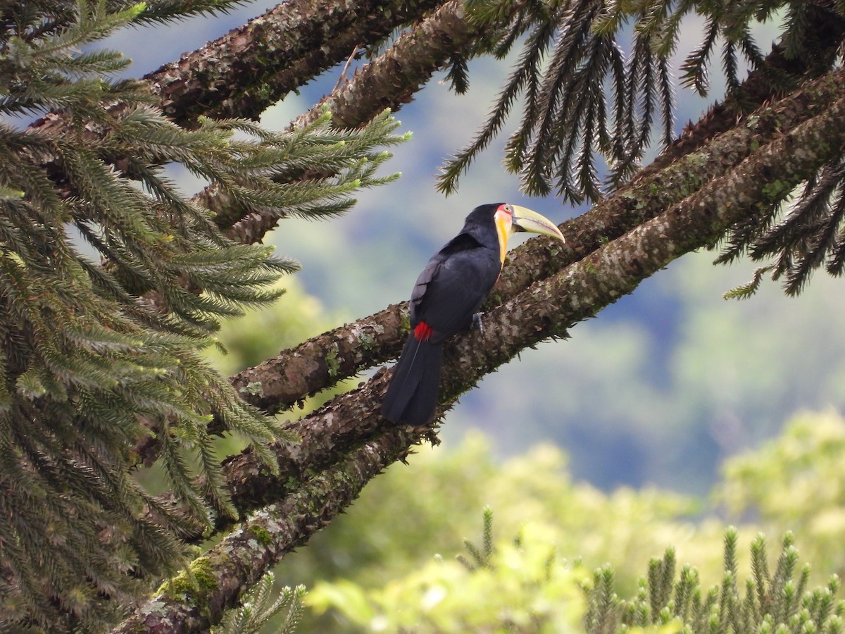 Red-breasted Toucan - ML610098280