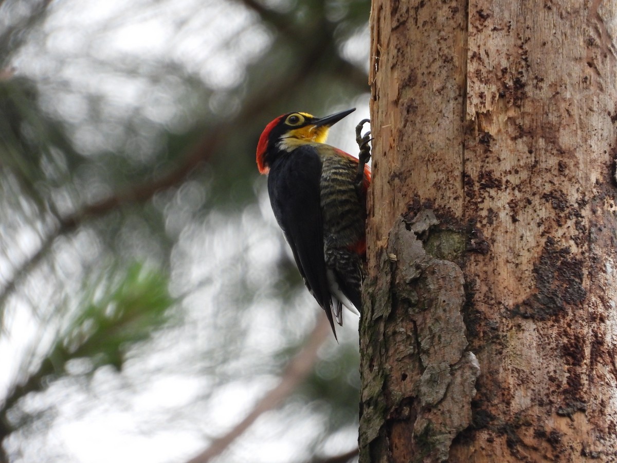 Yellow-fronted Woodpecker - ML610098321
