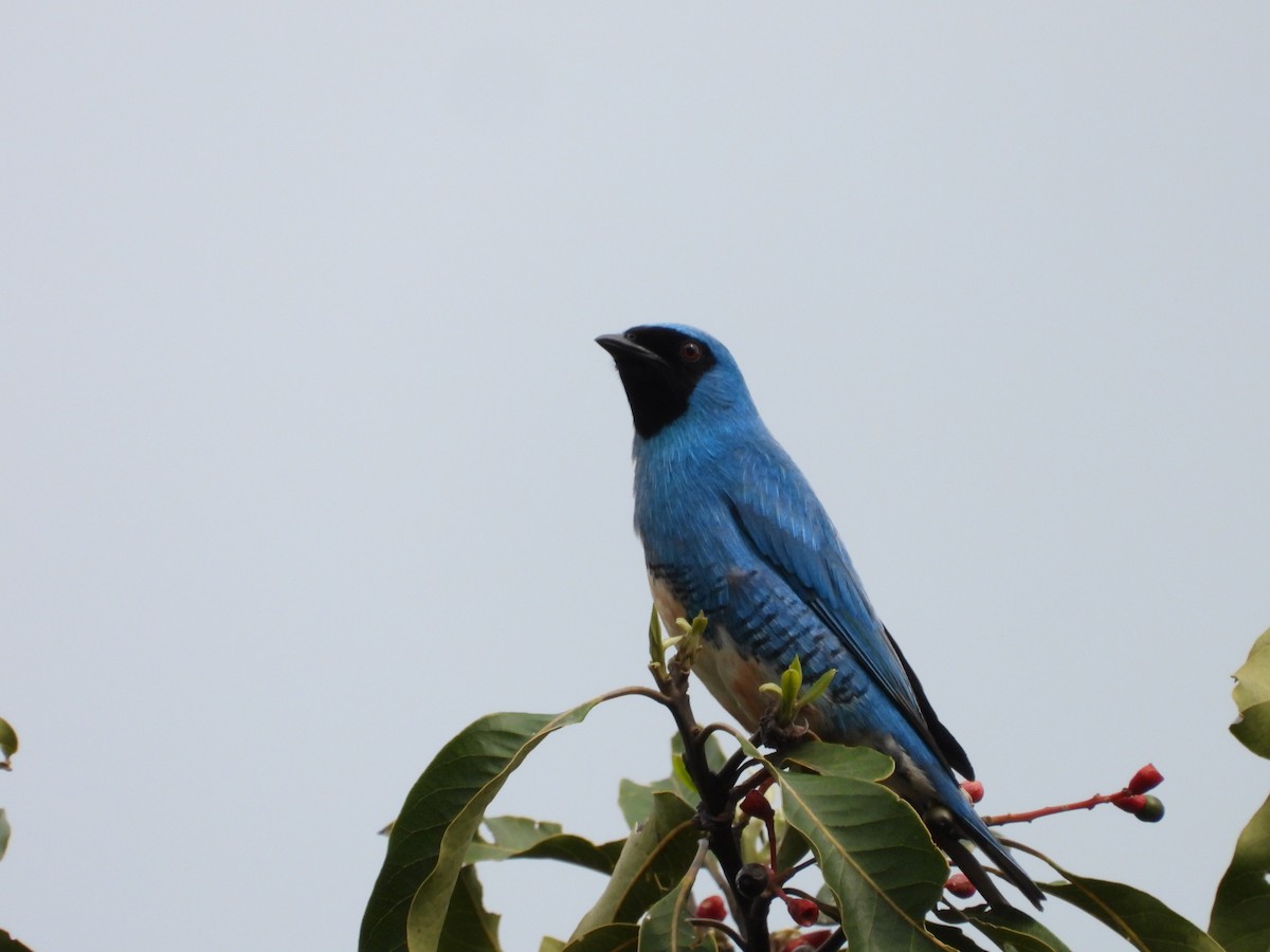 Swallow Tanager - ML610098375