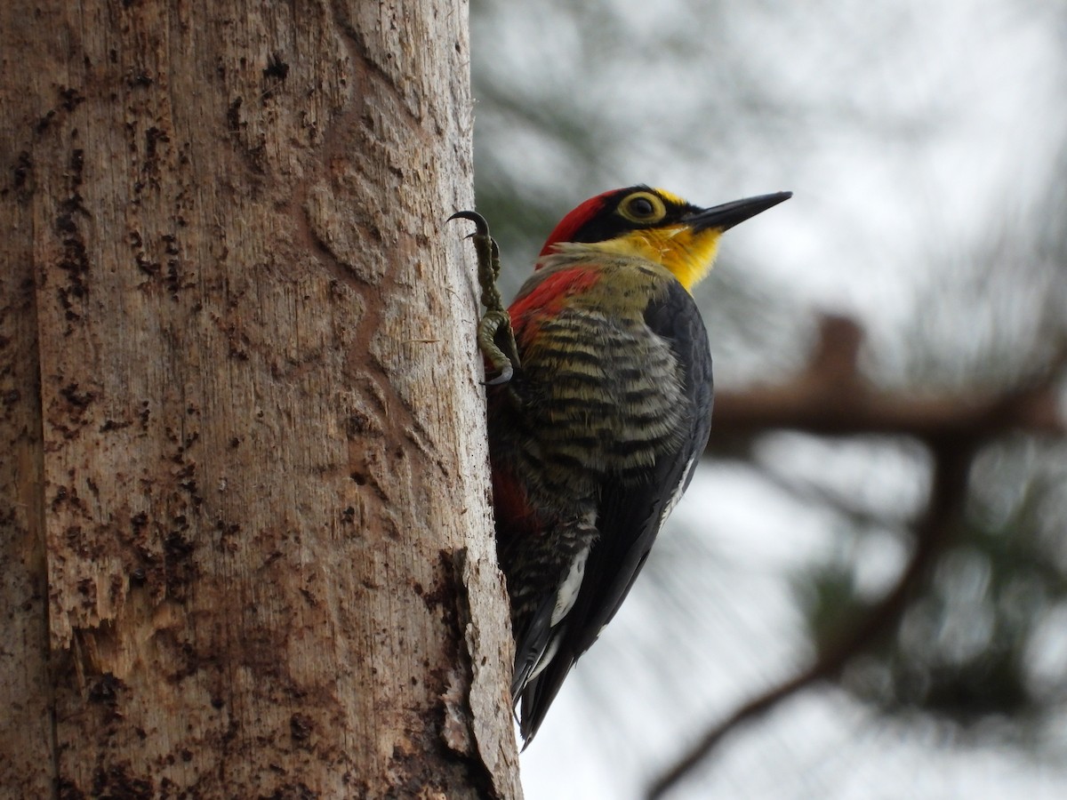 Yellow-fronted Woodpecker - ML610098441