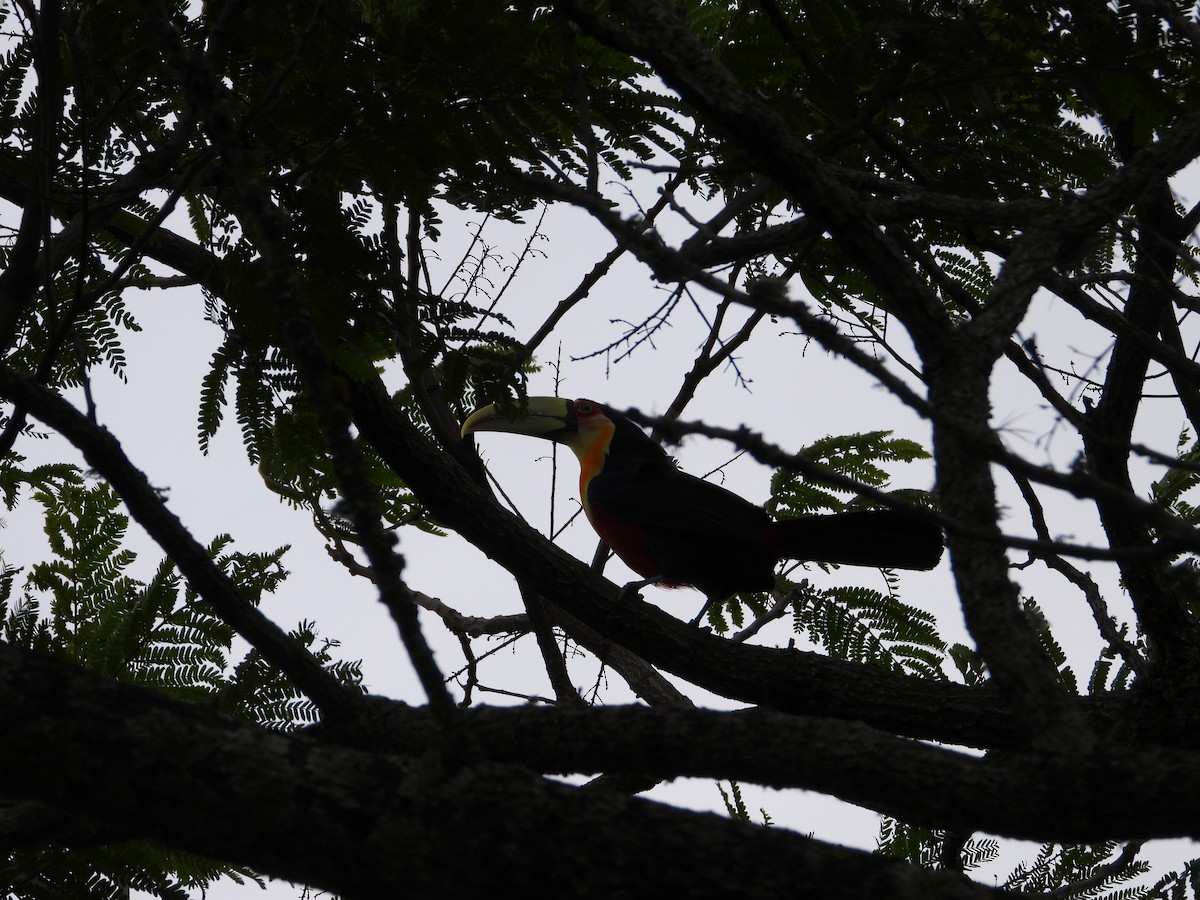Red-breasted Toucan - Más Aves