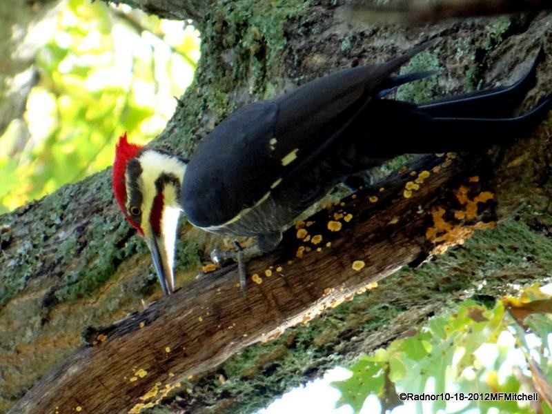 Pileated Woodpecker - ML610098486