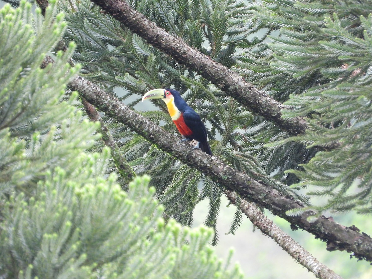 Red-breasted Toucan - ML610098620