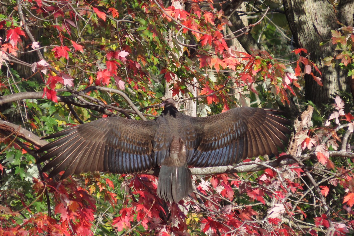 Turkey Vulture - Rebecca Giroux