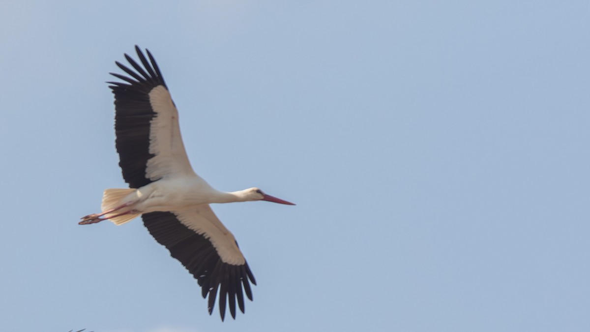 White Stork - ML610098750