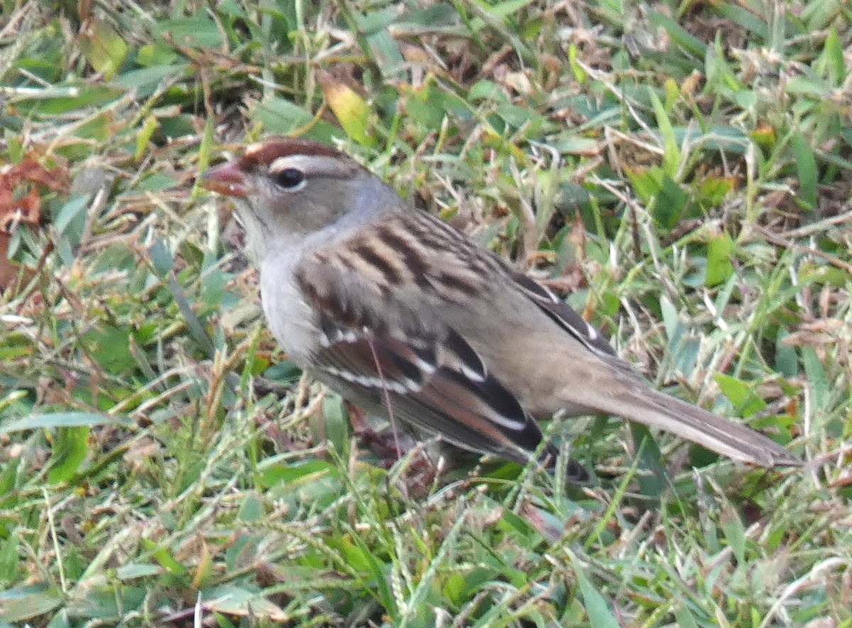 White-crowned Sparrow - ML610098993