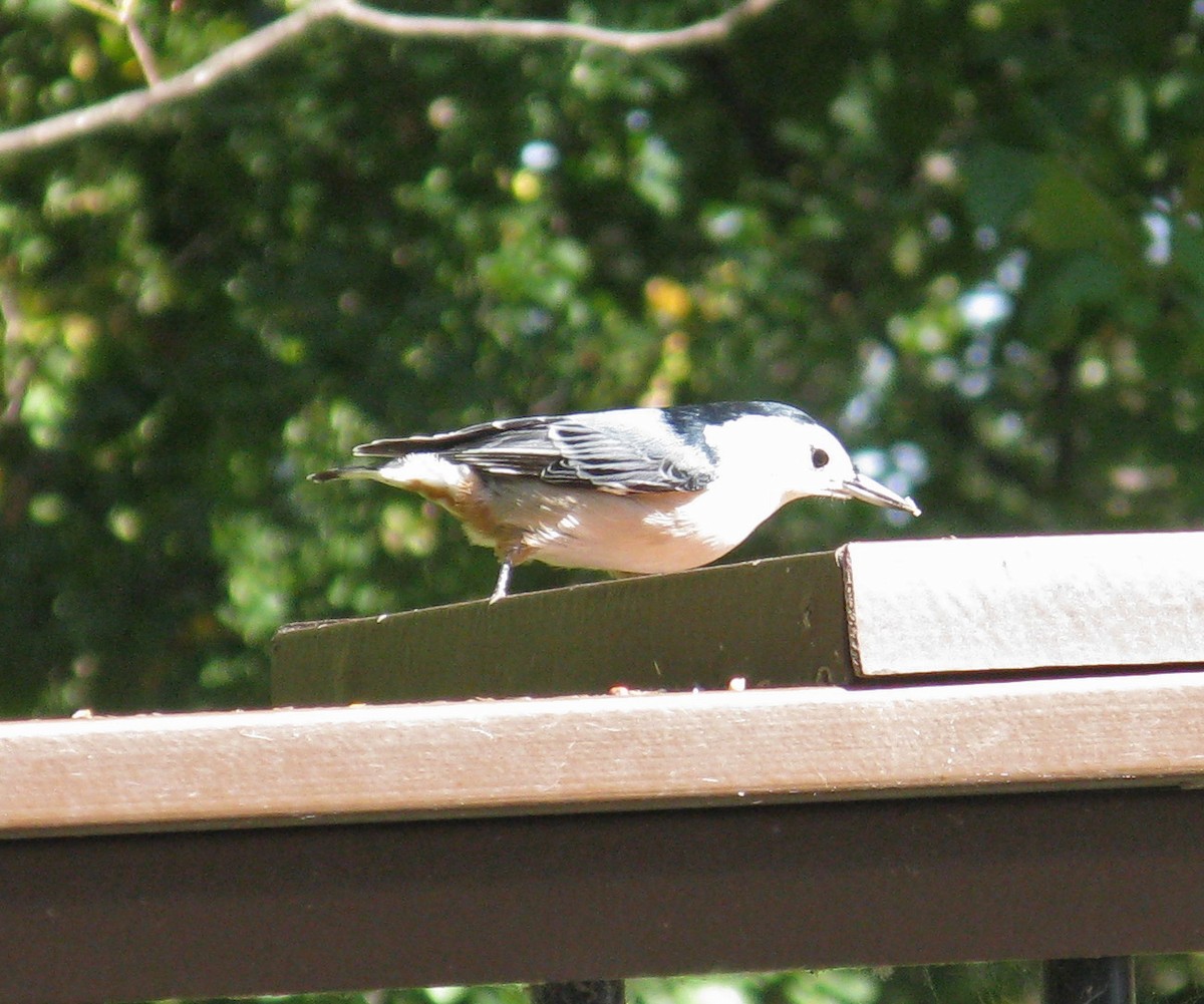 White-breasted Nuthatch - ML610099004