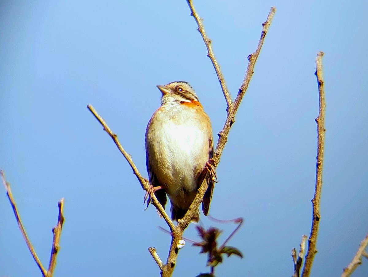Rufous-collared Sparrow - ML610099059