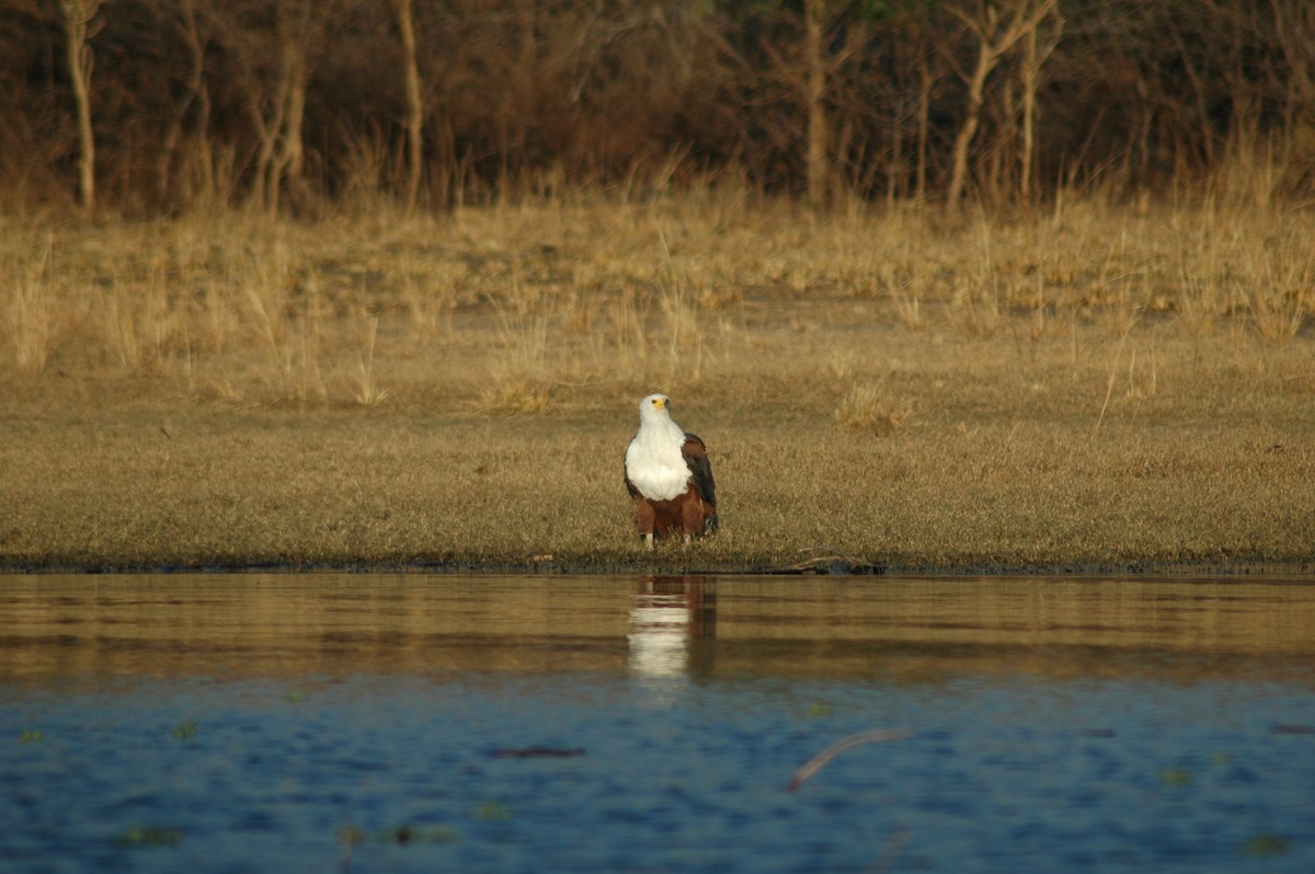 African Fish-Eagle - ML610099413
