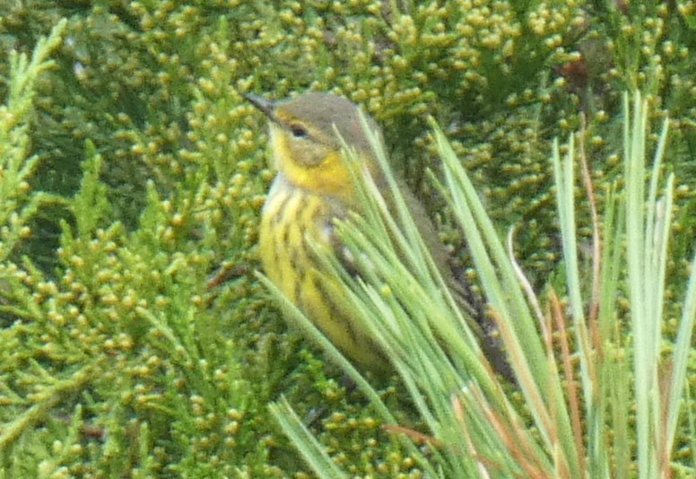 Cape May Warbler - ML610099805