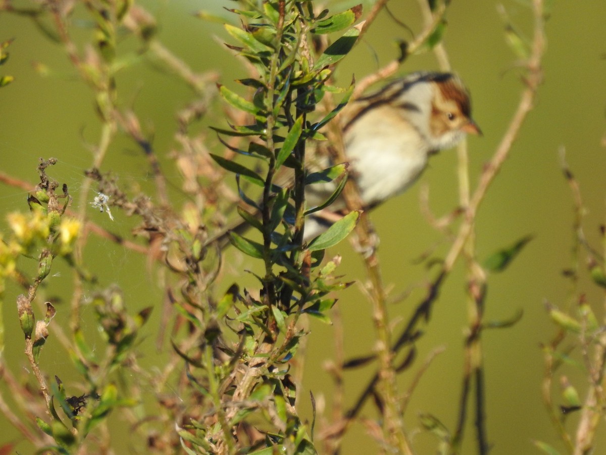 Clay-colored Sparrow - ML610100116