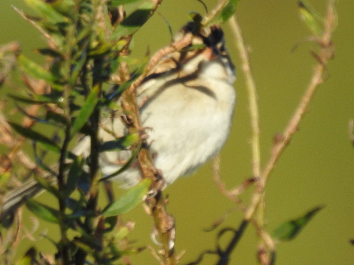 Clay-colored Sparrow - ML610100118