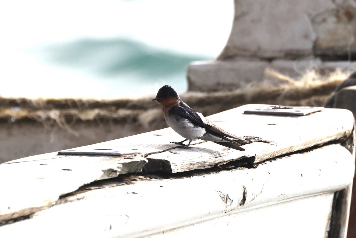 Pacific Swallow - ML610100188