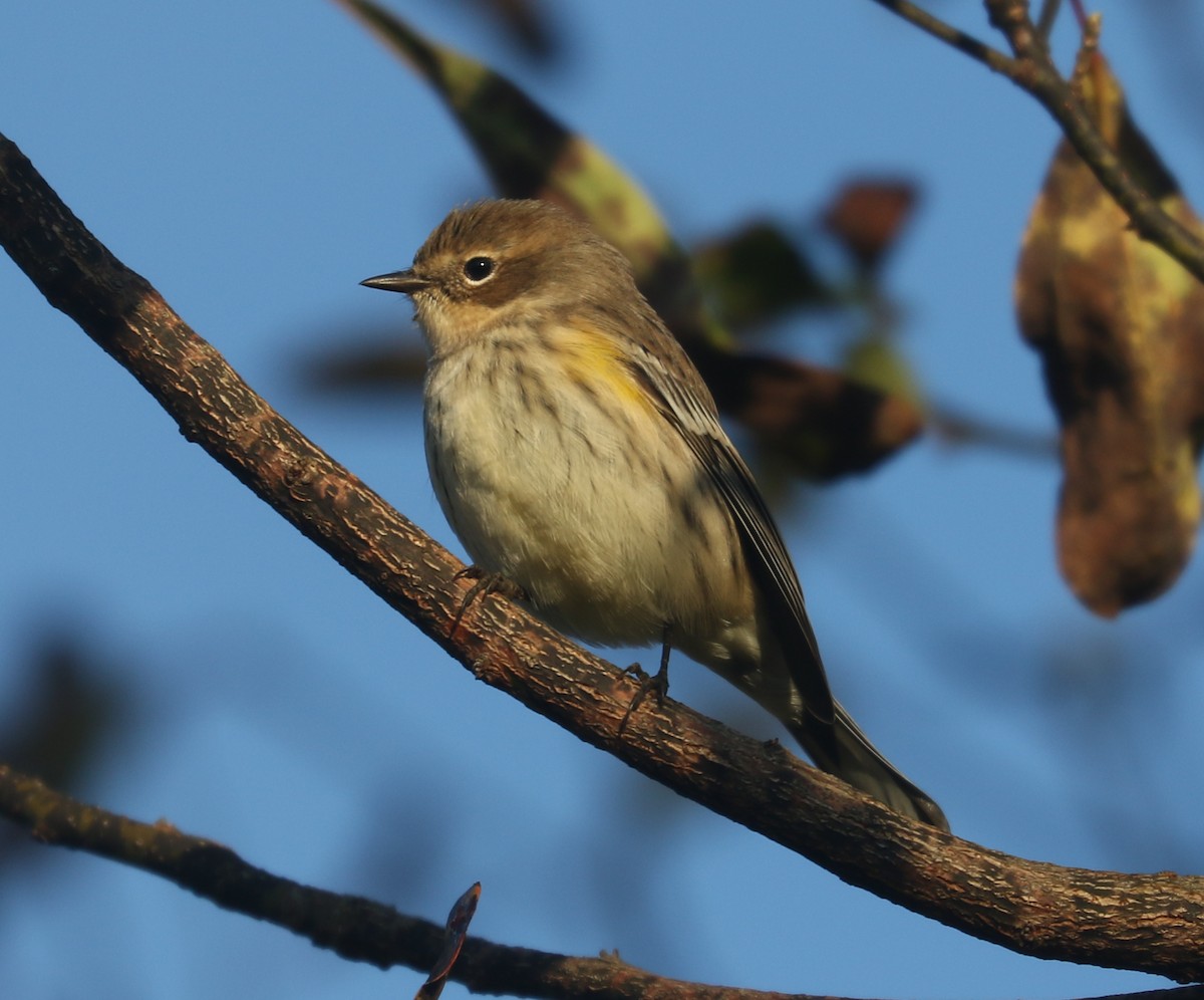 Yellow-rumped Warbler (Myrtle) - ML610100570