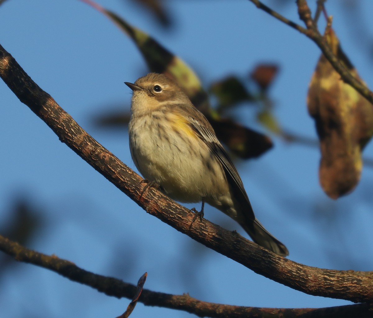 Yellow-rumped Warbler (Myrtle) - ML610100571